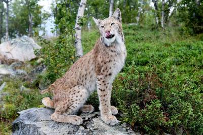 Avviser klager på gaupejakt