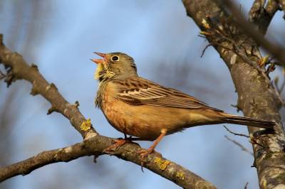 Hortulanen – «den som lever i hagar»