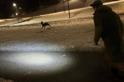 Rådyrene i Botanisk hage er reddet