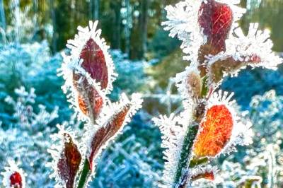 Gleder du deg til vinteren?