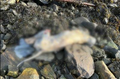 Fant flådd hundekadaver – nå ber politiet om tips