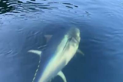 Her sluker markellstørjen sei i Førdefjorden