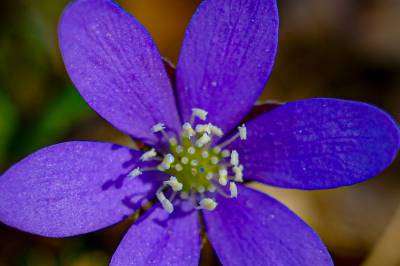 Hva heter dette vårtegnet