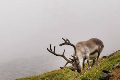 Reinsdyrene på Svalbard: Historisk lav dødelighet