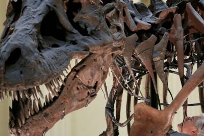Hvilken dinosaur er dette?