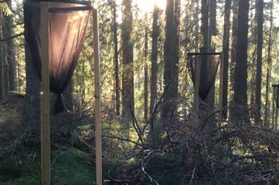 Jordbunnen lagrer nesten like mye karbon i flatehogde som i naturlige skoger