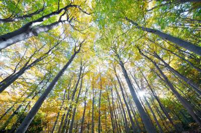 Norske Skog skal nedbemanne med inntil 200 årsverk