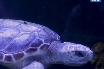 Akvariet i Bergen er beredskapshjem for havskilpadden