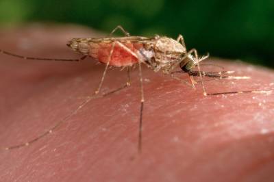 Flyplassansatte døde av malaria i Frankfurt