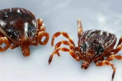 Første dødsfall bekreftet