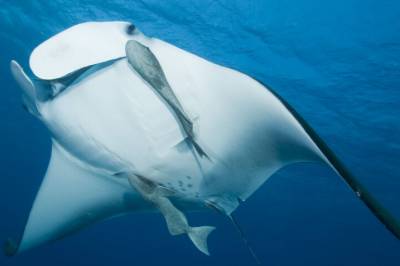 Au da! Sugefisk gjemmer seg på et spesielt intimt sted hos djevelrokker