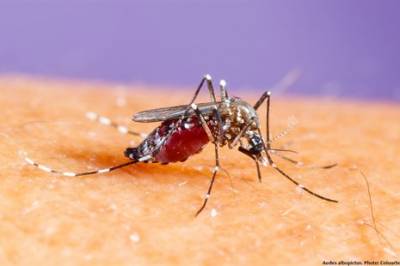 Utsetting av Wolbachia-infiserte mygg i kampen mot dengue