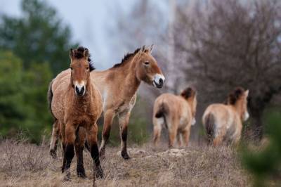 Naturen har tatt tilbake det radioaktive landskapet: – Et lite mirakel