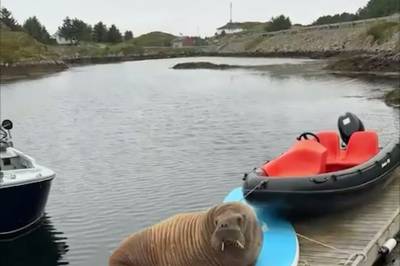 Kvalross dukka opp på Bulandet