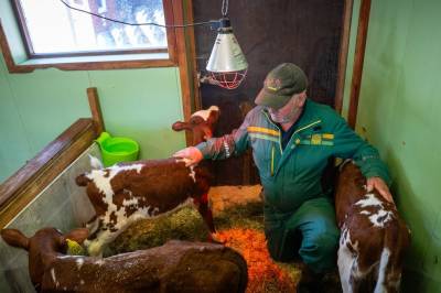 Kuen på Osterøy fikk trillinger (!)