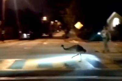 Emu på rømmen