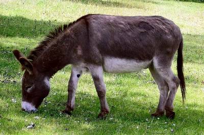 Eselterapi hjelper psykiatriske pasienter med å finne ny selvtillit