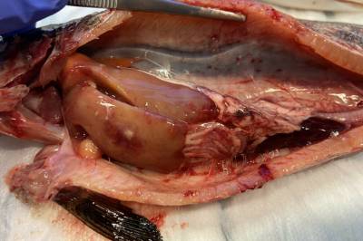 Fiskesykdom får varsellampene til å blinke for norsk laks