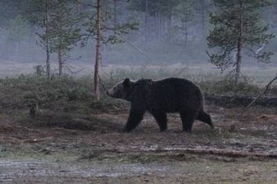 Hvor mange bjørner er det i Norge nå?