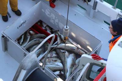 Enighet om fiskeriavtale med Russland: Torskekvota øker med 14 %