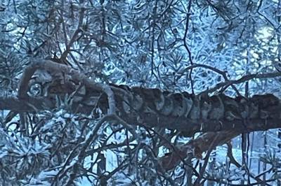 Oppsiktsvekkende i 40 minus: Pilfinker satt tett i tett