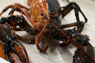 Kokt eller rå? Ekstremt sjelden hummer fanget i USA