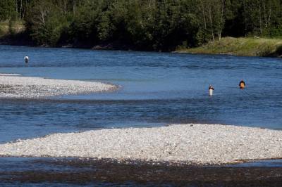 Strammer inn laksefisket i flere elver