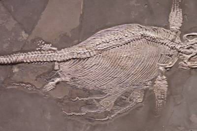 Forskere har funnet mange fostre i magene til fiskeøgler. Nå har de forsket på dem