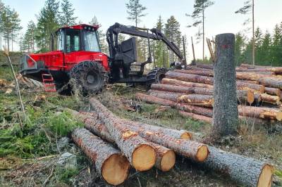 Kan vi redde klimaet ved å hogge skogen?