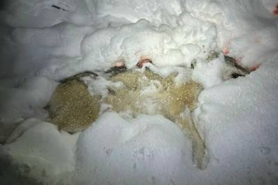 Skjøt de ulv, eller hybrider?