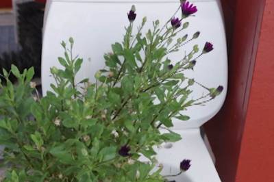 I dag er det toalettets dag