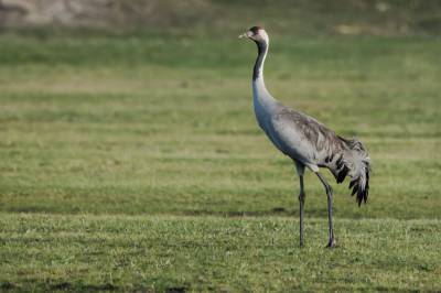 Traneobservasjon  i Tysvær