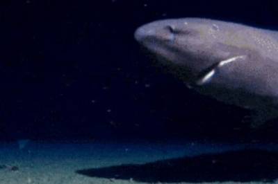 Hai filmet for første gang i Antarktis – hva kan være forklaringen?