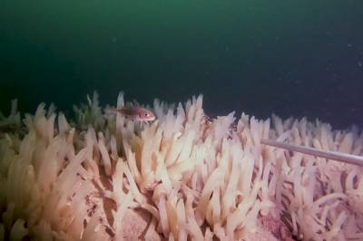 Det kryr av liv i Oslofjorden – men det er mykje småfisk