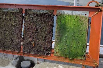 Ny studie: Kan bli mulig å rengjøre båten uten gift