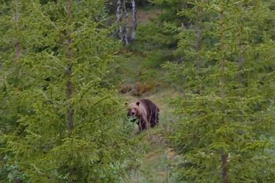 Møtte rovdyret i skogen