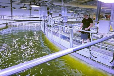 Oppdrettsselskap i pengeskvis