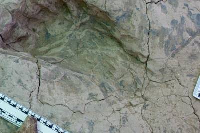 Fossile fotspor viser at «nøtteknekker-mannen» var større enn forskerne trodde