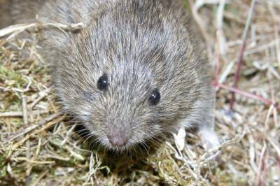 Difor har forskarar halde eit nøye auge på denne vesle krabaten