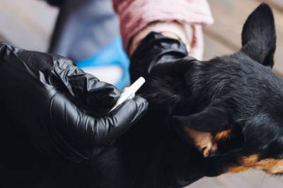 Loppemiddel til kjæledyr kan skade naturen – her er forskerens råd