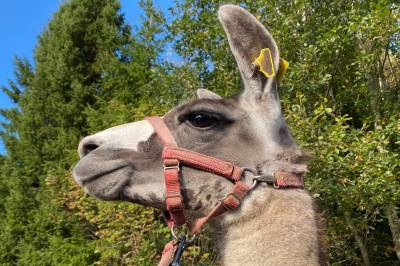 Lama-drama!