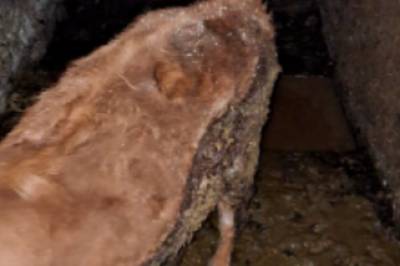 Dette er syn Trude (62) ofte møter på jobb: – Slike bilder fester seg