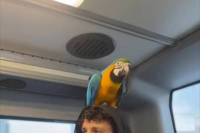 Her sitter han med papegøyen på bussen