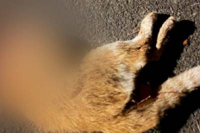 Flere katter partert - Frykter vold mot mennesker