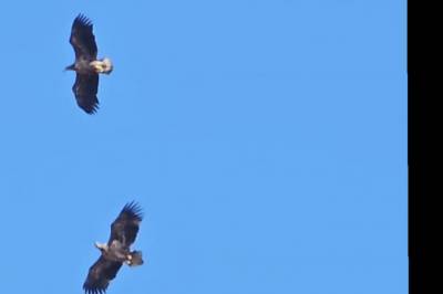 Silje og familien møtte på ikke mindre enn 15 havørner samtidig på Ognøy