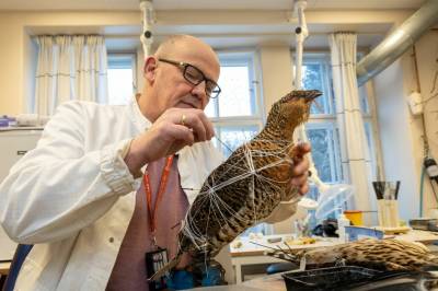 Hvorfor får denne mannen en fryser full av døde dyr og fugler fra Gardermoen hvert år?