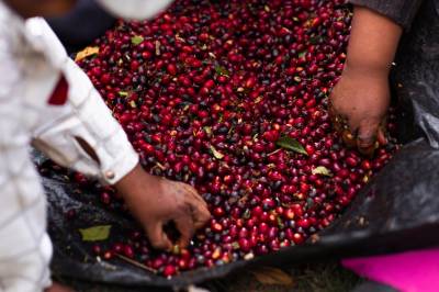 Verdens dyreste kaffe har kommet til Norge