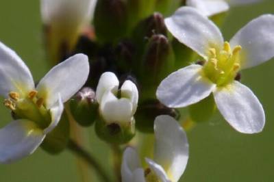 Forskere undersøker hvordan planter reagerer på stress