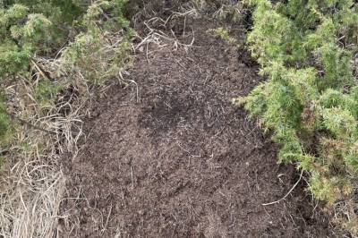 Kan ikkje folk la maurtua vere i fred?