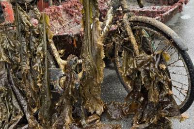 41 millioner til opprensking av Oslofjorden